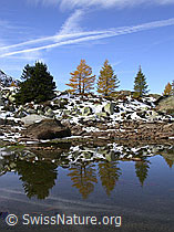 F007665: Spiegelung: Nadelbäume in Herbstfarben