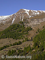 F007792: Grube Lengenbach: Gross Fülhorn, Lärchenwald, Alphütten
