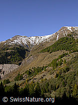 F007794: Minerliengrube Lengenbach: Chlis Fülhorn, Schweifegrat, Fülhorn