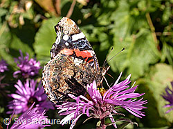 Photo: Admiral (Vanessa atalanta) auf neuenglischer Aster (Aster novae-angliae)