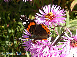 Admiral (Vanessa atalanta) auf Gebräuchlichem Baldrian (Valeriana officinalis)