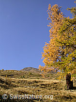 Photo: Herbstfarbene Lärche und Kleines Fülhorn