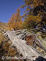 Photo: Strunk einer Lärche