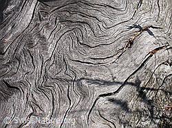 Photo: Struktur in Baumstrunk