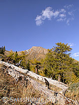 F008074: Totholz und Grosses Fülhorn