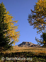 Photo: Grosses Fülhorn umrahmt von gelben Lärchen
