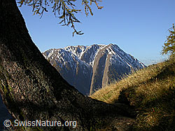 F008127: Baumstamm am Sänneweg und Breithorn
