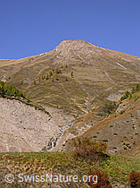 F008310: Goss Fülhorn