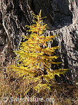 Photo: Kleine, goldgelbe Lärche vor Fels