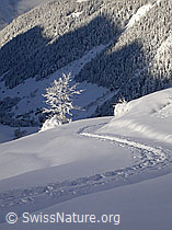 F008831: Spur und kleiner Baum in verschneiter Landschaft