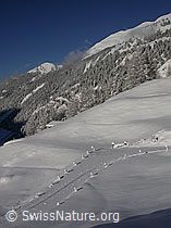 F008847: Verschneite Landschaft mit Skispur über Fahrweg