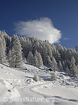 F008850: Schneebedeckter Weg führt zu Lärchenwald mit Alphütte