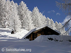 F008866: Frisch verschneite Lärchen und Hütte bei traumhaftem Wetter