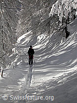 F008880: Unterwegs im verschneiten Lärchenwald