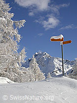 F008892: Schneebedeckte Landschaft mit Ofenhorn und Wegweiser