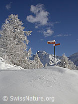 F008893: Winterlandschaft mit Wegweiser