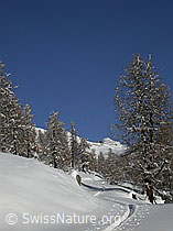 F008945: Verschneite Winterlandschaft mit Lärchen und Skispur