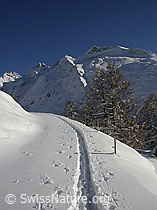F008967: Leichte Kurve einer Aufstiegsspur mit Skis in Berglandschaft