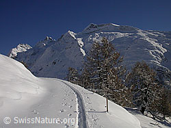 F008970: Leichte Kurve einer Skispur in Berglandschaft mit Lärchen