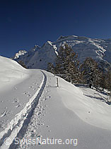 F008974: Verschneite Landschaft mit Skispur und Lärchen