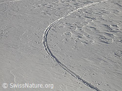 F009036: Kurve einer Aufstiegsspur mit Skis