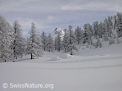 Photo: Wald und Berg in unberührter Winterlandschaft