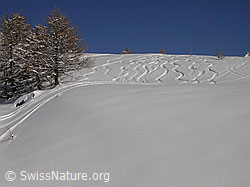 F009123: Spuren von Variantenskifahrern