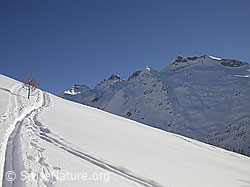 F009125: Skispuren und Schinhörner