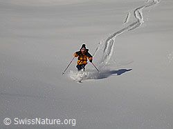 F009168: Skitour: Abfahrt im Tiefschnee