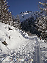 F009187: Winterwanderweg