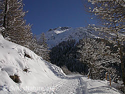 F009190: Weg mit Fussspuren, daneben leicht verschneite Lärchen
