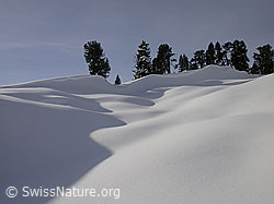 F009234: Winterlandschaft mit Föhren, Licht, und Schatten