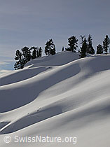 F009244: Föhren und geschwungene Schneehänge