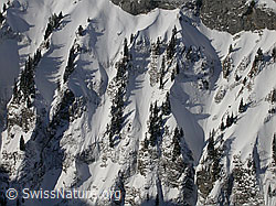 F009272: Sieben Hengste: Flanke mit Schnee und Tannen