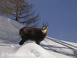 Photo: Gämse in winterlicher Umgebung