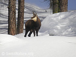 Photo: Gämse in winterlicher Umgebung