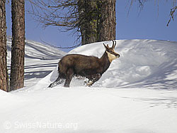 Photo: Gämse in winterlicher Umgebung