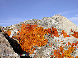 Foto: Türstenhäuptli: Rote Flechten an Fels
