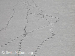 F009586: Spuren von Birkhähnen im Schnee