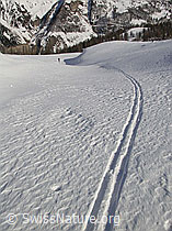 F009653: Skispur