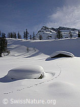 F009677: Wildspur führt auf eingeschneite Alphütte zu