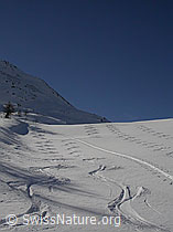 F009771: Skispuren (Aufstieg und Abfahrt) bei Hockboden