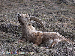 Photo: Steinbock, liegend