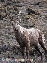 Photo: Steinbock, stehend