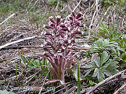 Photo: Alpen-Pestwurz