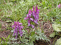 Photo: Festknolliger Lerchensporn (Corydalis solida)