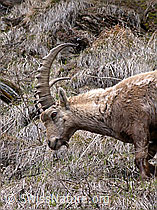 Photo: Porträt Steinbock