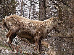 Photo: Steinbock, Nahaufnahme