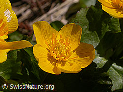 Foto: Sumpfdotterblume, Blüte