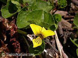 Foto: Blüte und Blätter des gelben Bergveilchens (Viola biflora)